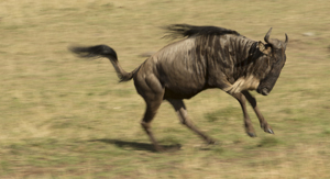 gnu